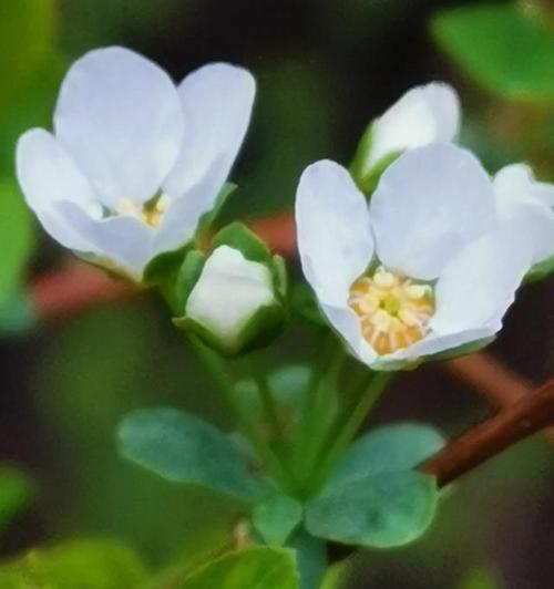 什么花代表着生命？花语中“活着”的含义是什么？