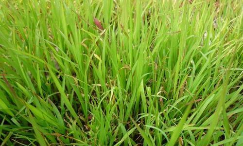 黄麻是什么植物？它有哪些用途和特性？