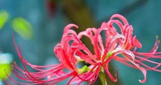 什么花代表绝望的花语？这种花的含义是什么？