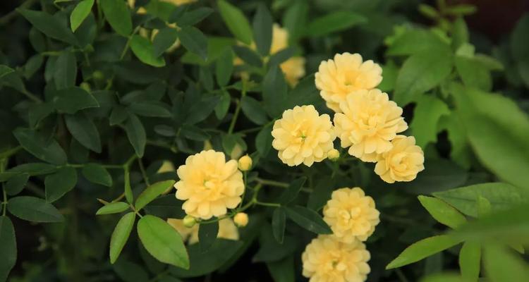 黄木香一年开几次花？花期在哪些月份？