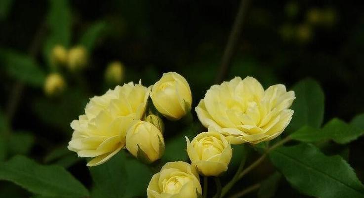黄木香一年开几次花？花期在哪些月份？