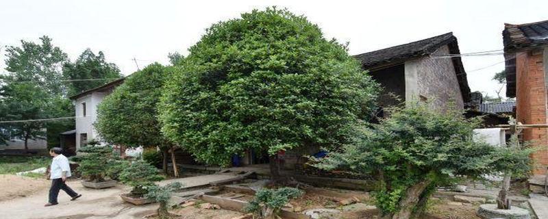 黄泥地适合种什么树？如何选择合适的树种进行种植？