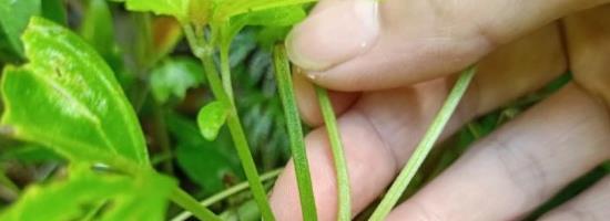黄泥地适合种什么树？如何选择合适的树种进行种植？