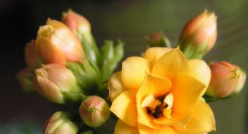 什么花代表理解的花语？如何用花表达理解之情？