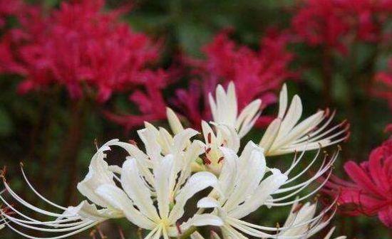 什么花代表着轮回的花语？轮回花语的含义是什么？