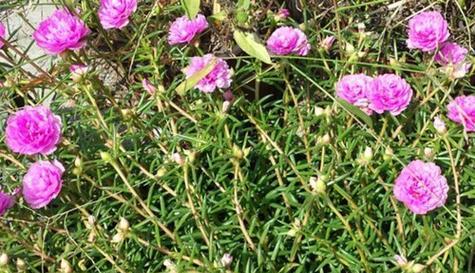 什么花的花语代表侮辱？了解花语背后的文化含义？