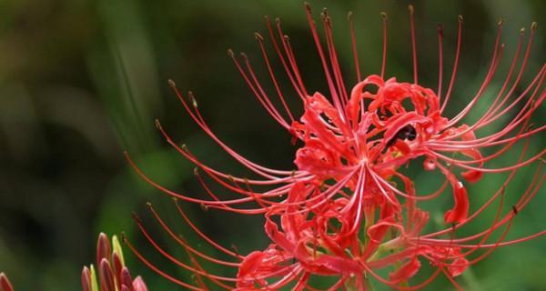 什么花的花语代表侮辱？了解花语背后的文化含义？