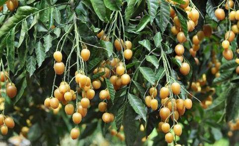 黄皮果什么时候成熟上市？如何挑选新鲜黄皮果？