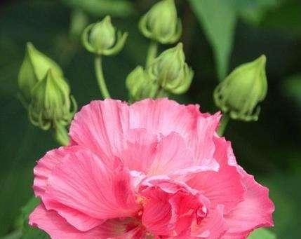 什么花代表默默的爱？花语中默默爱的花卉有哪些？