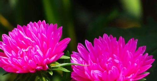 什么花代表默默守护的爱？花语中隐藏的深情告白是什么？