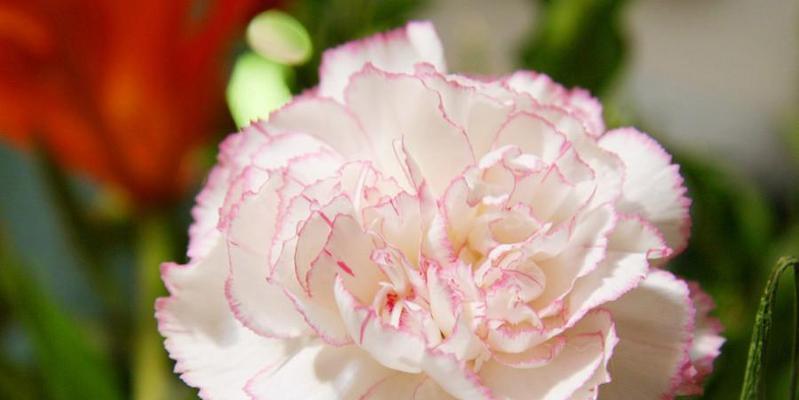 什么花代表母爱？揭秘花语背后的含义！