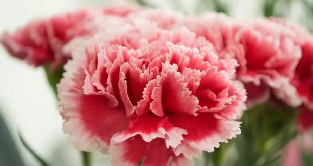 什么花代表母爱？揭秘花语背后的含义！