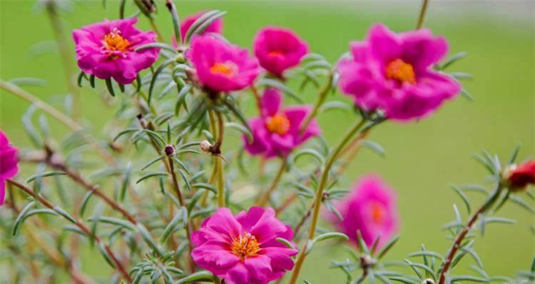 什么花代表努力？花语中象征勤奋的花卉有哪些？