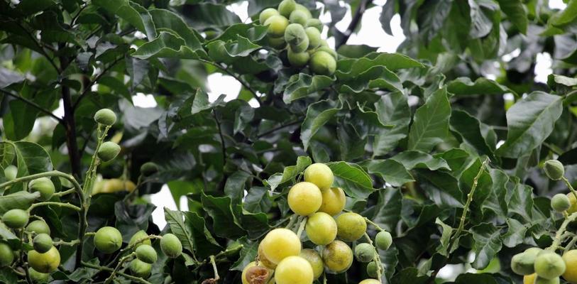 黄皮几年结果实？如何正确种植和管理以提高产量？
