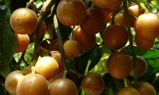 黄皮几年结果实？如何正确种植和管理以提高产量？