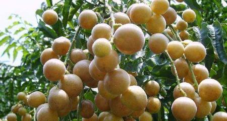 黄皮成熟的季节是几月？上市时间是什么时候？