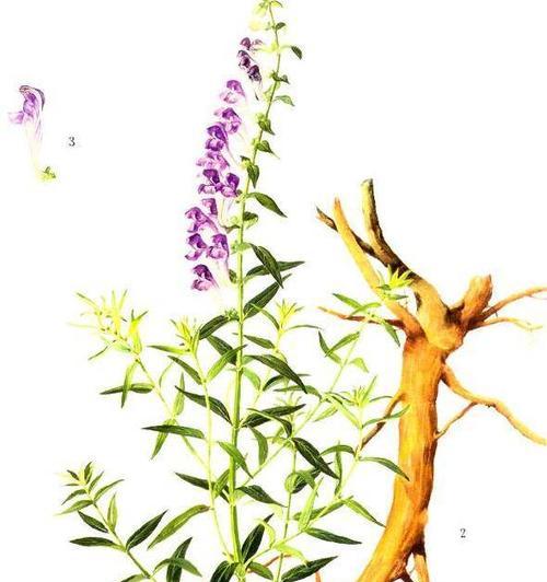 黄芪生长需要什么样的环境条件？哪些地方最适合种植黄芪？