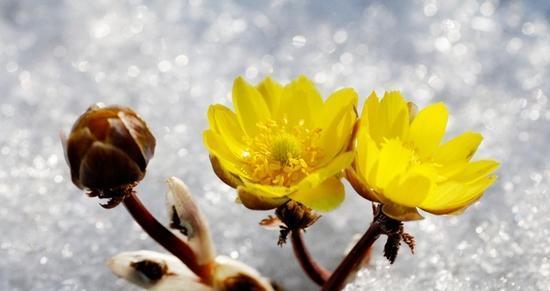 什么花的花语代表神明？揭秘花语背后的神秘含义？