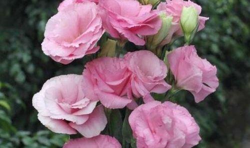 什么花代表胜利？揭秘胜利花语背后的含义？