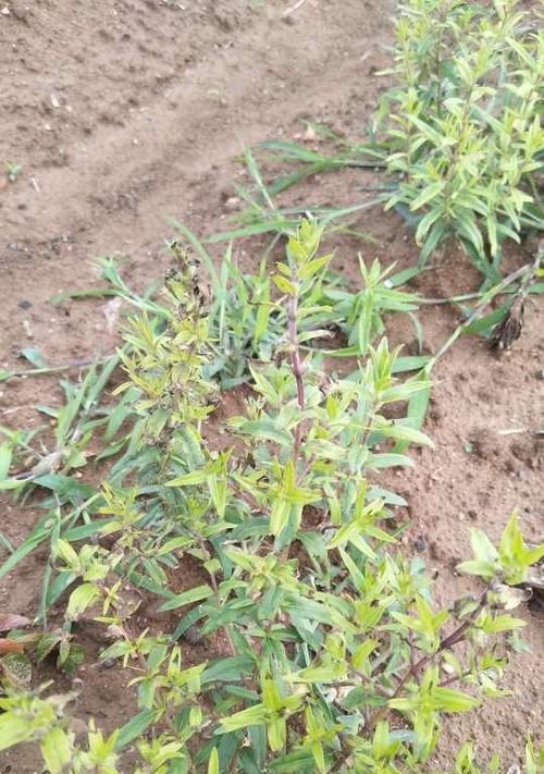 黄芩的最佳种植时间是什么时候？种植黄芩需要注意哪些问题？
