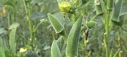 黄秋葵种植的最佳时间是什么时候？如何管理才能高产？