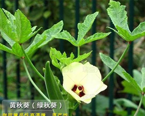 黄秋葵种子怎么种植？种植过程中的常见问题有哪些？
