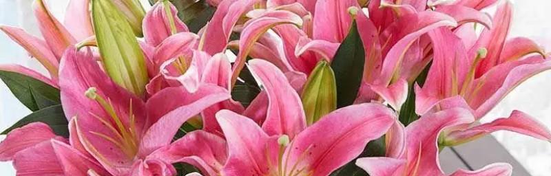 什么花的花语代表唯一性？如何表达独一无二的情感？