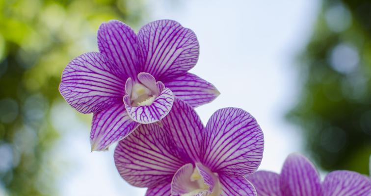 什么花的花语代表唯一性？如何表达独一无二的情感？