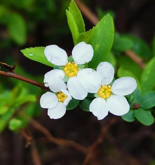什么花代表唯一的爱？揭秘花语背后的浪漫含义？