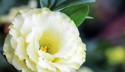 什么花的花语代表温暖？如何用花卉传递温馨情感？