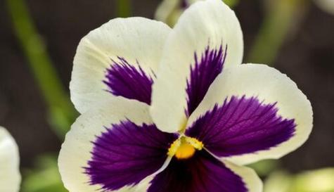 什么花代表温柔的花语？如何用花表达温柔的情感？