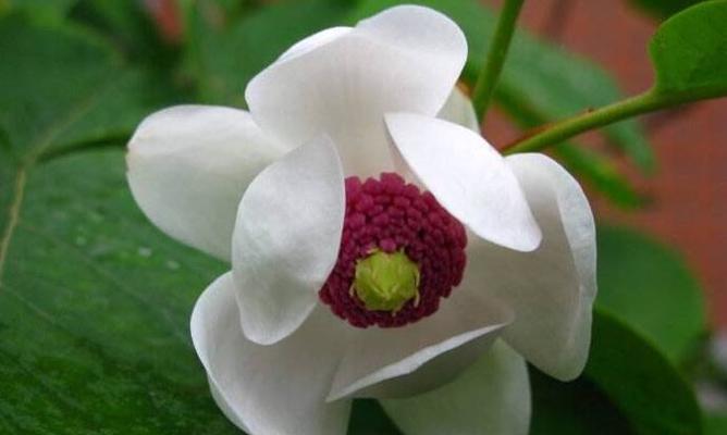什么花代表温柔善良？花语中温柔善良的花有哪些？