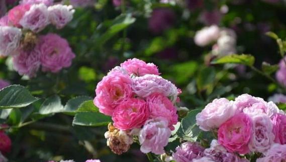 什么花代表温柔善良？花语中温柔善良的花有哪些？