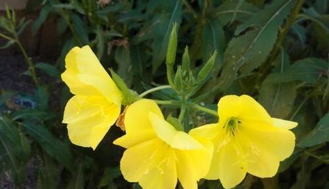 什么花代表无法得到的爱？花语中无法得到的花有哪些？