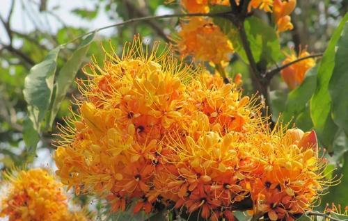 什么花代表无私的爱？揭秘无私花语的花卉有哪些？
