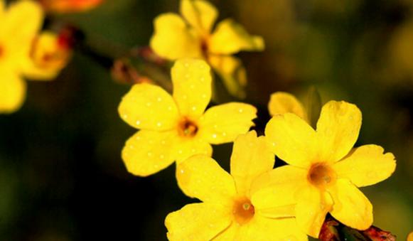 什么花代表阳光？花语中阳光象征的花卉有哪些？