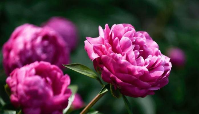 什么花代表一见钟情？揭秘花语背后的浪漫含义？