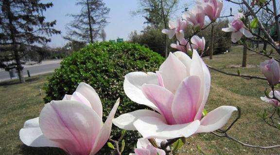 什么花代表友情长久？揭秘友情长久的花卉花语是什么？