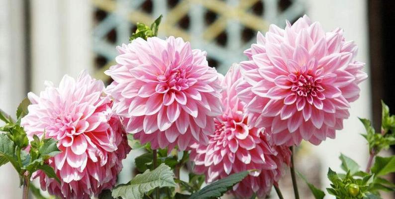 什么花代表友谊的花语？友谊之花有哪些？