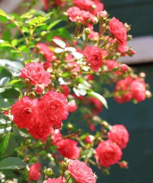 什么花的花语代表着告别？了解告别之花的含义是什么？