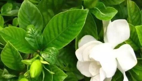 什么花的花语代表着告别？了解告别之花的含义是什么？