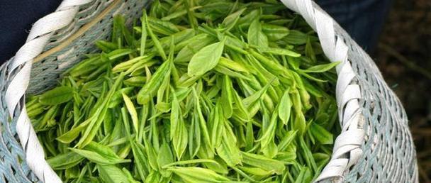 黄芽茶属于什么茶？黄芽茶的分类和特点是什么？
