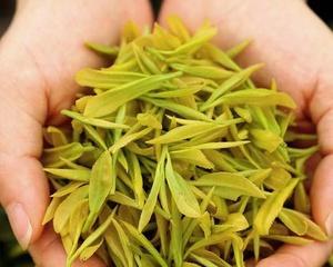 黄芽是什么茶？黄芽茶的种类和特点有哪些？