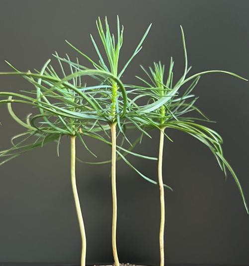棉花松子的寓意是什么？棉花松子象征着什么？
