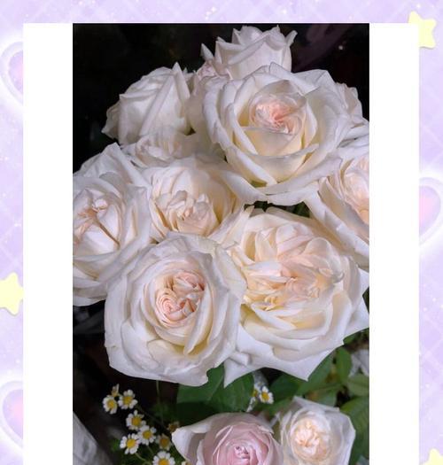 白色玫瑰花语代表什么？白色玫瑰的花语有哪些含义？