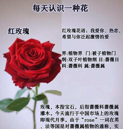 玫瑰花语的真正含义是什么？
