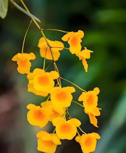 这三种花组合的花语是什么？