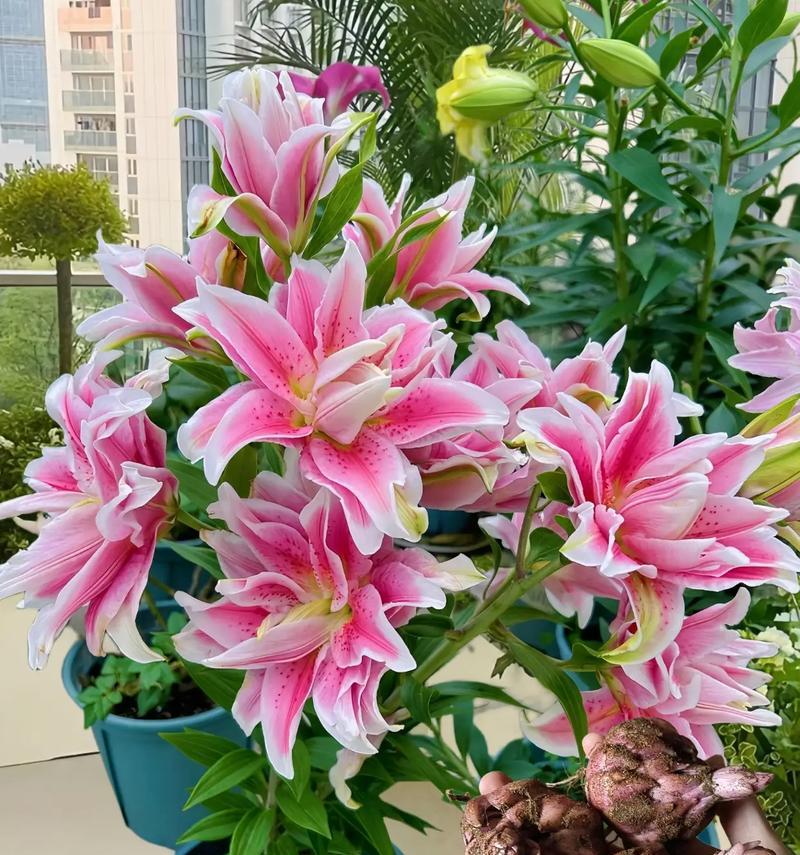 六朵玫瑰加一支百合花代表什么？它们的花语是什么？