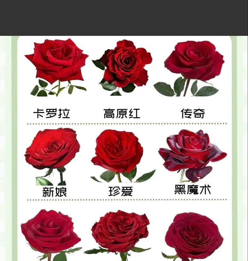 生日玫瑰花6朵的含义是什么？六朵玫瑰代表什么？