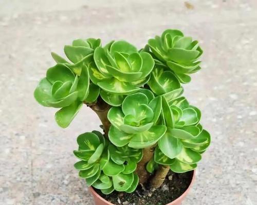 金钱木的花语是什么？金钱木象征着什么？